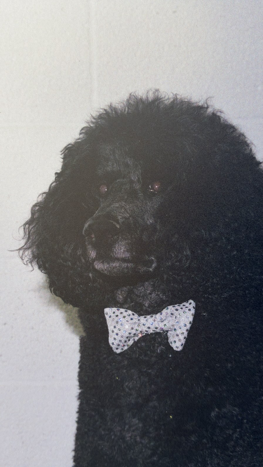 📸🐕 Inauguramos la exposición ‘Everybody Loves to Cha Cha Cha’, de Bego Antón (@bego_anton).

Una mirada al universo del ‘Musical Canine Freestyle’, donde personas y perros construyen una relación basada en la coordinación, la confianza y el trabajo compartido. La muestra forma parte de las actividades conmemorativas del 250 aniversario del nacimiento de los Estados Unidos.

🤝 Con @photoespana_.

📺 Puedes visitar la exposición hasta el 30 de septiembre.