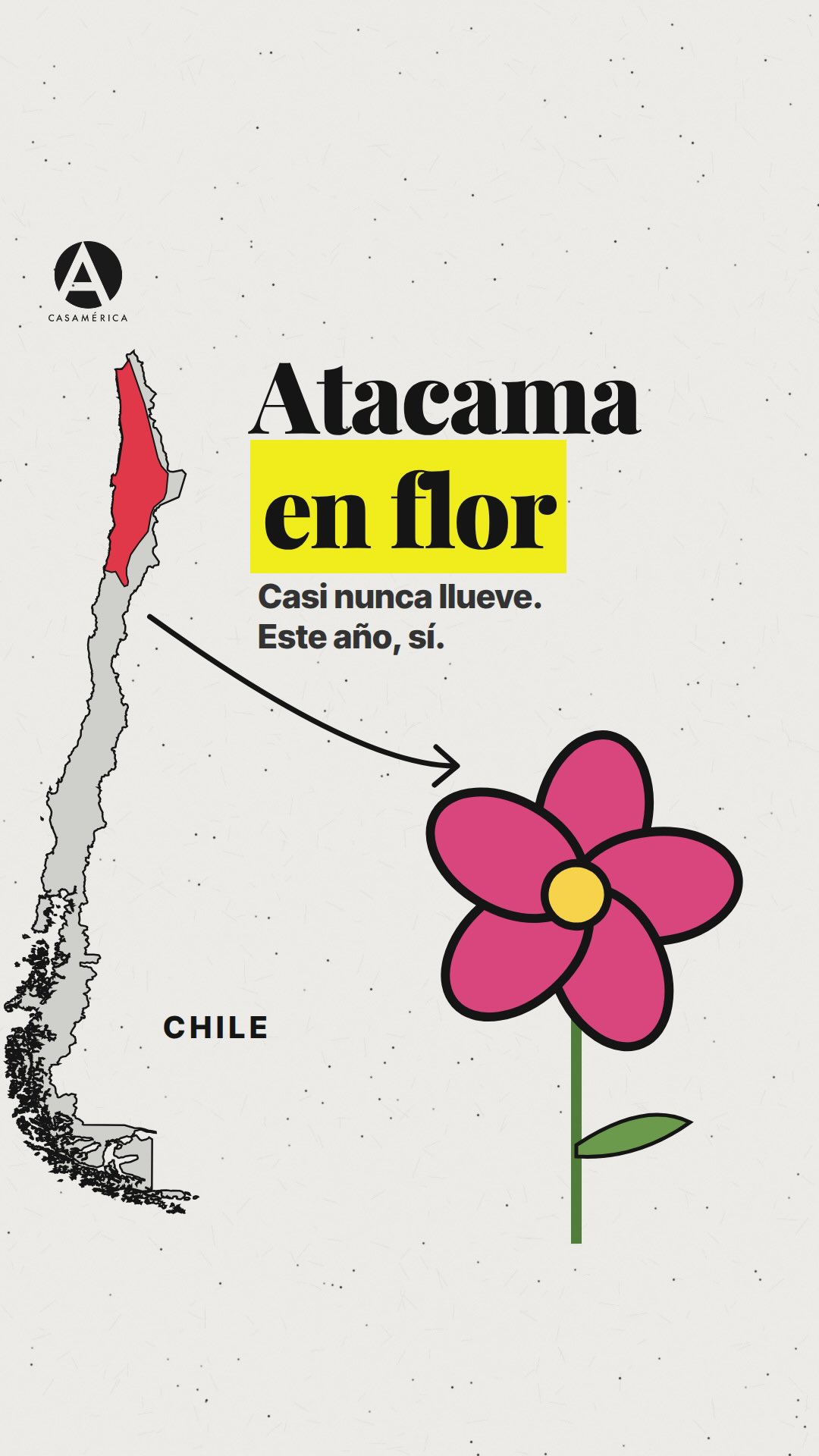 ¿Cómo puede llenarse de flores el lugar donde casi nunca llueve?
En Arica, en el norte de Chile, pasaron más de 14 años sin caer una sola gota de lluvia, de octubre de 1903 a enero de 1918. Estamos en el desierto de Atacama, el desierto no polar más seco de la Tierra.

¿Por qué no llueve? Por dos motivos:
1. Al este, la cordillera de los Andes funciona como un muro y frena la humedad.
2. Al oeste, la corriente de Humboldt, de agua fría, enfría el aire y apenas deja que se formen nubes de lluvia.

Es tan seco que la NASA lo usó para ensayar cómo buscar vida en Marte. Y como apenas hay humedad en el aire, su cielo es de los más limpios del planeta: allí, a 5000 metros de altura, están las 66 antenas del observatorio ALMA.

Pero bajo el suelo esperan semillas y bulbos que pueden pasar años dormidos. Necesitan al menos 15 litros de lluvia por metro cuadrado para despertar. En 2026, las lluvias de El Niño han hecho florecer más de 200 especies: es el desierto florido.

Fuentes: Guinness World Records · NASA (JPL, proyecto ARADS y Earth Observatory) · ESO (ALMA) · Pontificia Universidad Católica de Chile · CONAF.

#Atacama #Chile #DesiertoFlorido