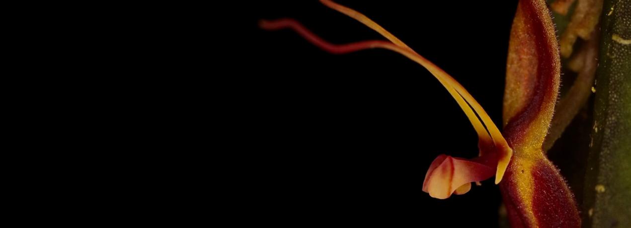 El futuro es botánico