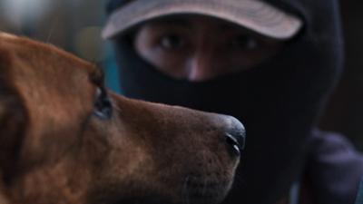 El ladrón de perros